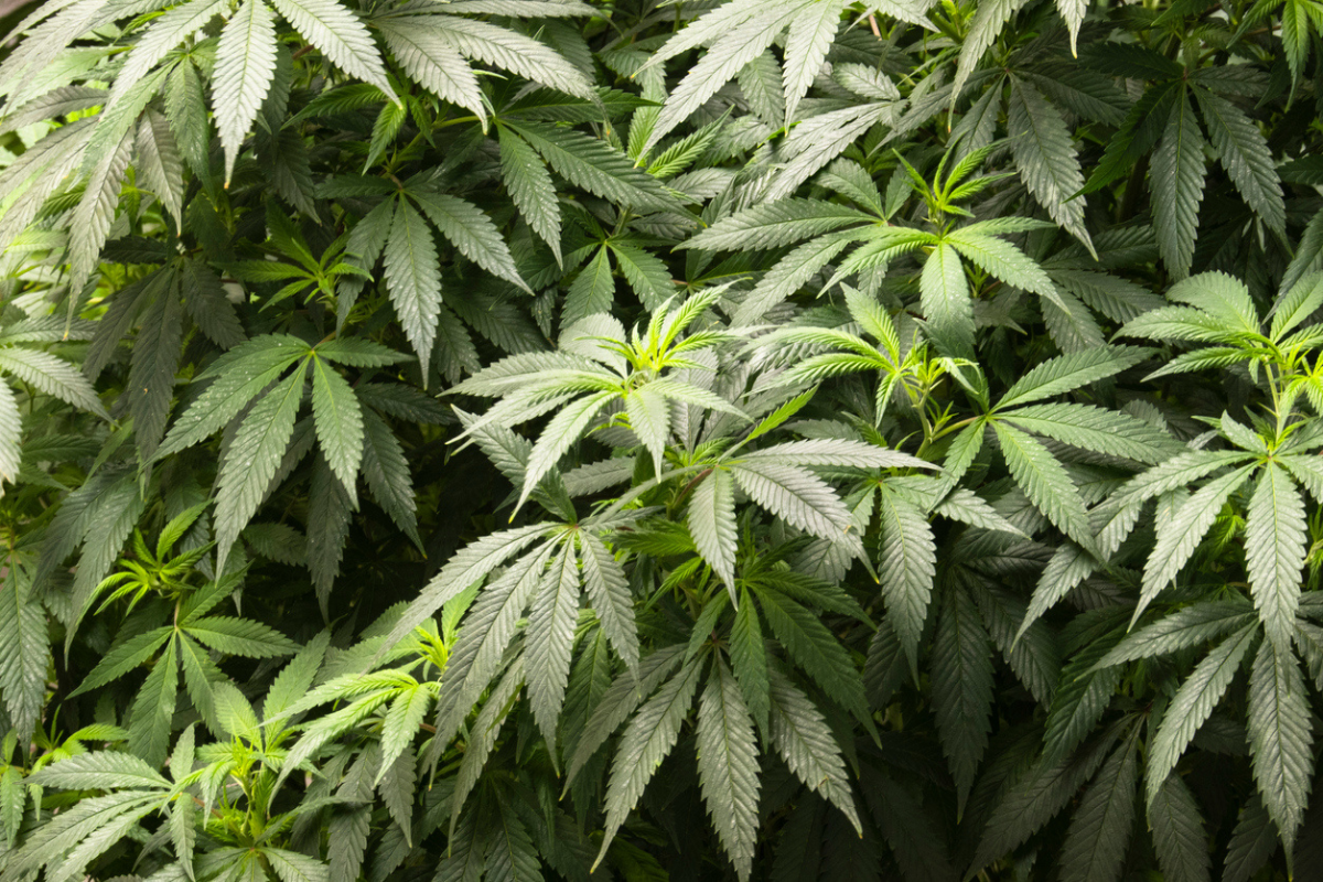 Article image for Tom Elliott on the enforcement of drug laws
