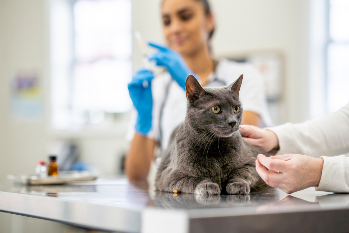 Article image for Severe shortage of vaccine sparks fears of potential cat pandemic