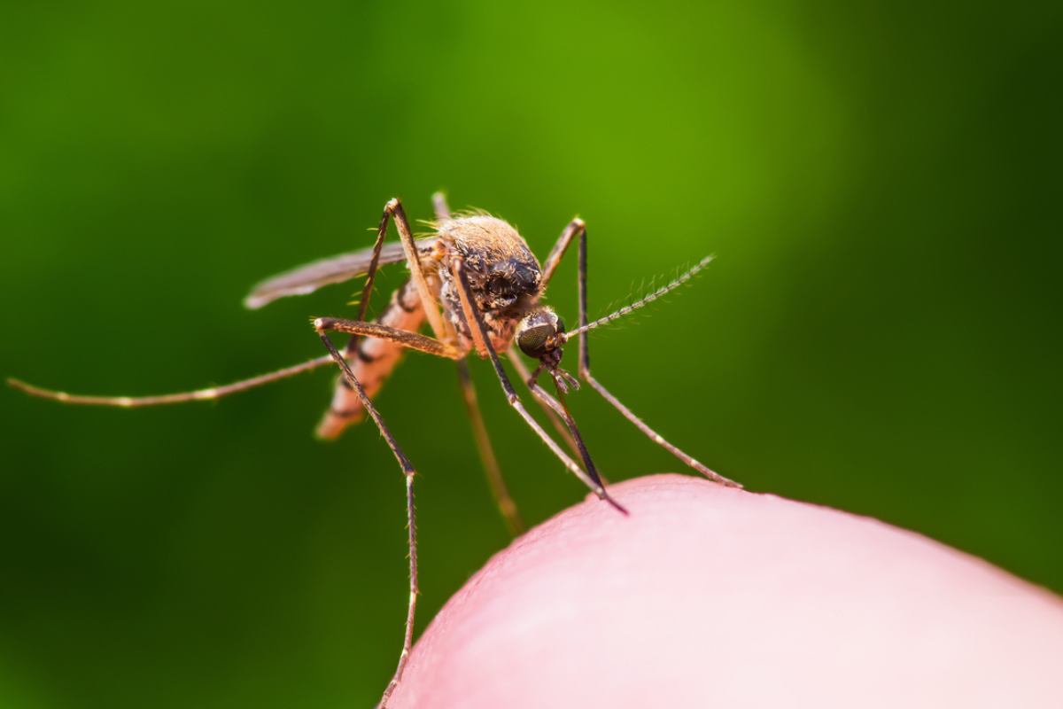 Article image for New study reveals what majority of Australians believe about mosquitoes