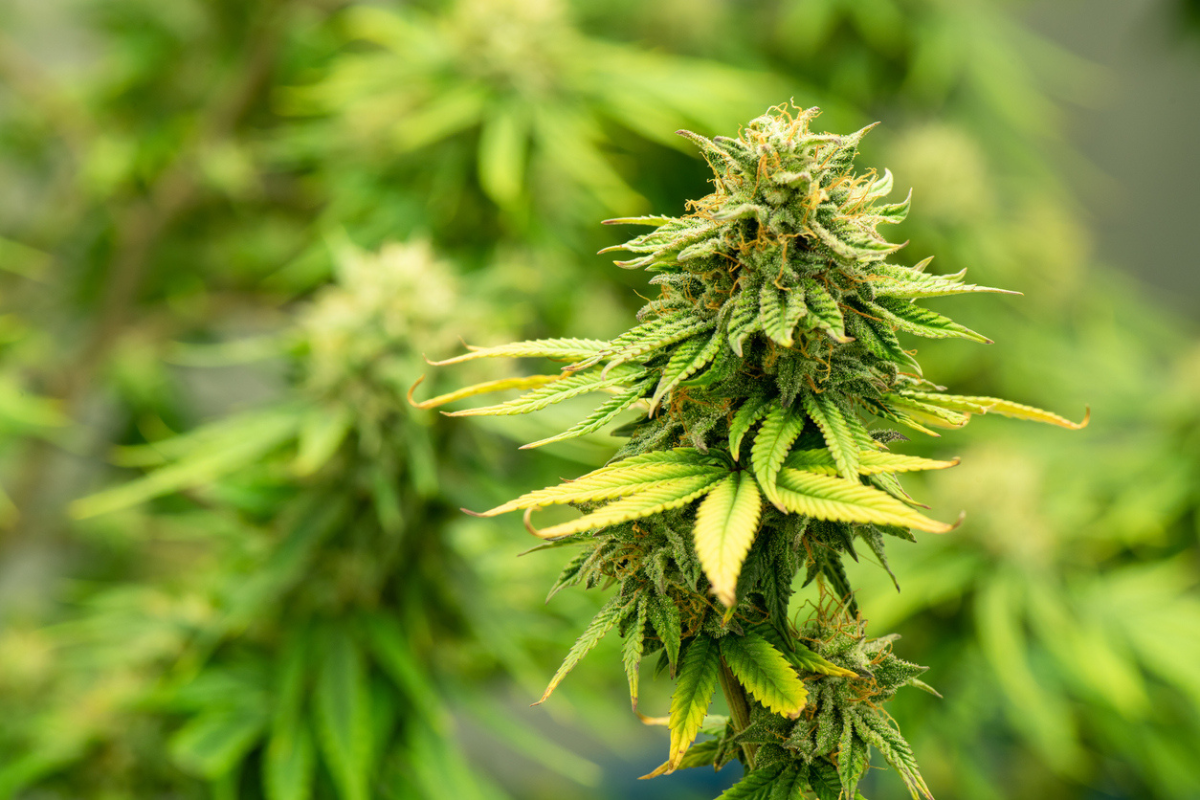 Article image for Social expert on the recent push to legalise cannabis