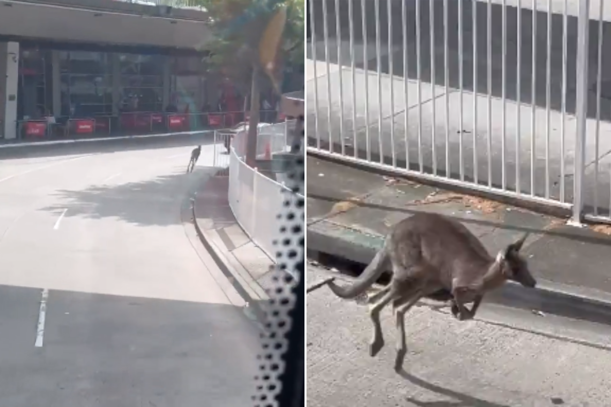Article image for ‘Unbelievable!’: Kangaroo spotted at Melbourne Airport