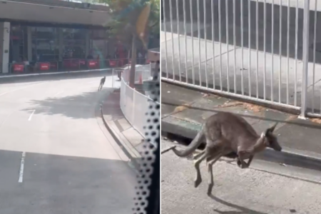‘Unbelievable!’: Kangaroo spotted at Melbourne Airport
