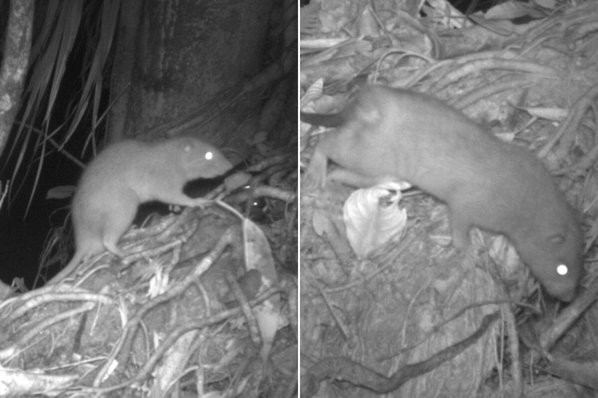 Article image for Rare giant coconut-cracking rat captured on camera for the first time!