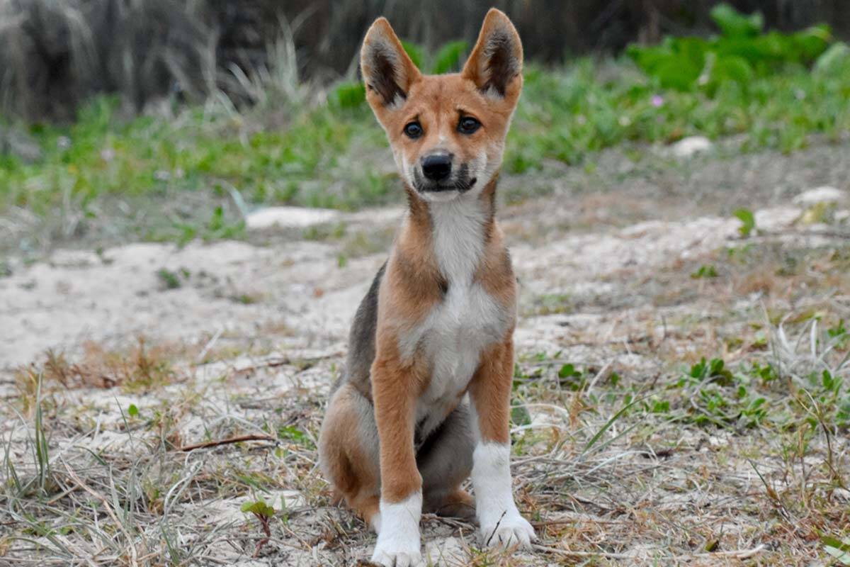 Victorian families warned after dingoes passed off as kelpie pups