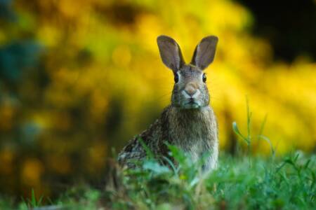 Town recognised for role in pest control breakthrough