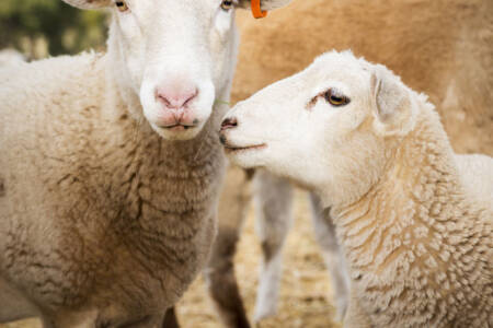 Lamb Demand Increases