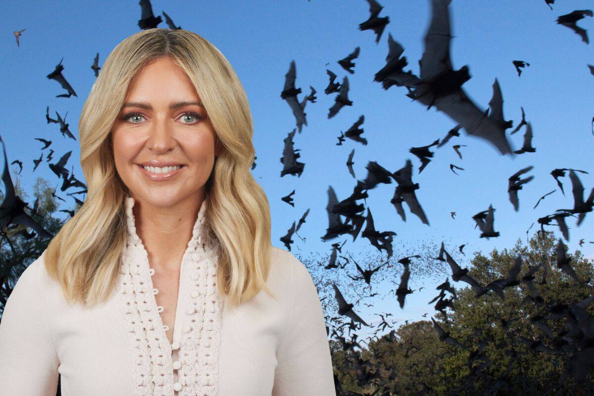 Article image for Why you’re not alone if you’ve noticed more bats in Melbourne
