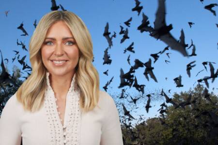 Why you’re not alone if you’ve noticed more bats in Melbourne