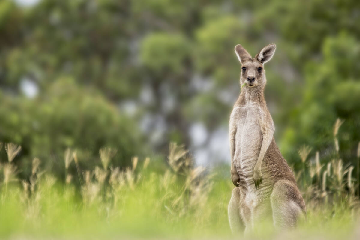 Article image for The trial a shire in Melbourne’s south-east is undertaking to prevent kangaroo deaths