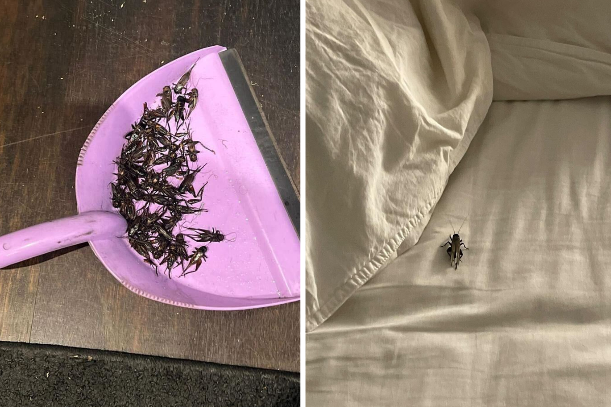 Article image for Horror movie’: Inner Melbourne school inundated with crickets