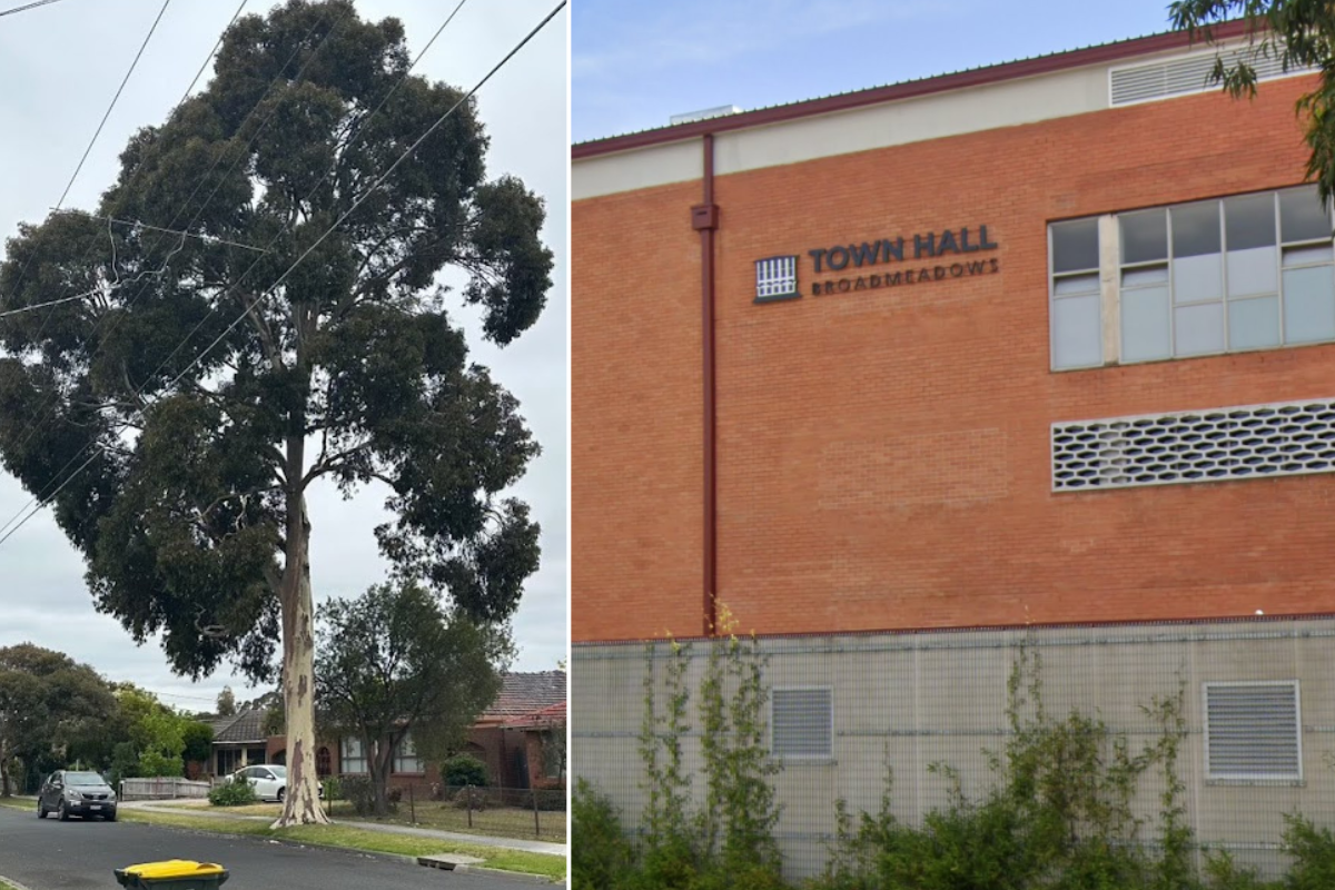 The tree which has divided locals and council in Melbourne's north west
