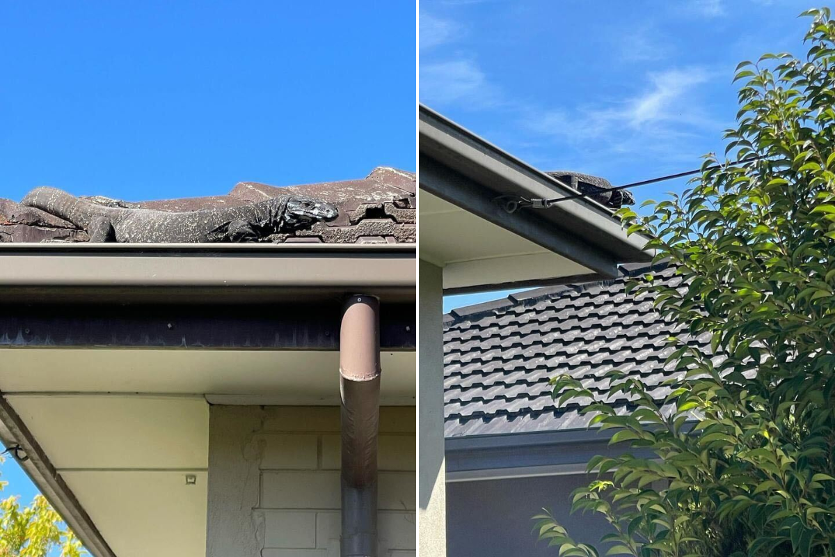 Article image for The surprising thing a caller found on his roof