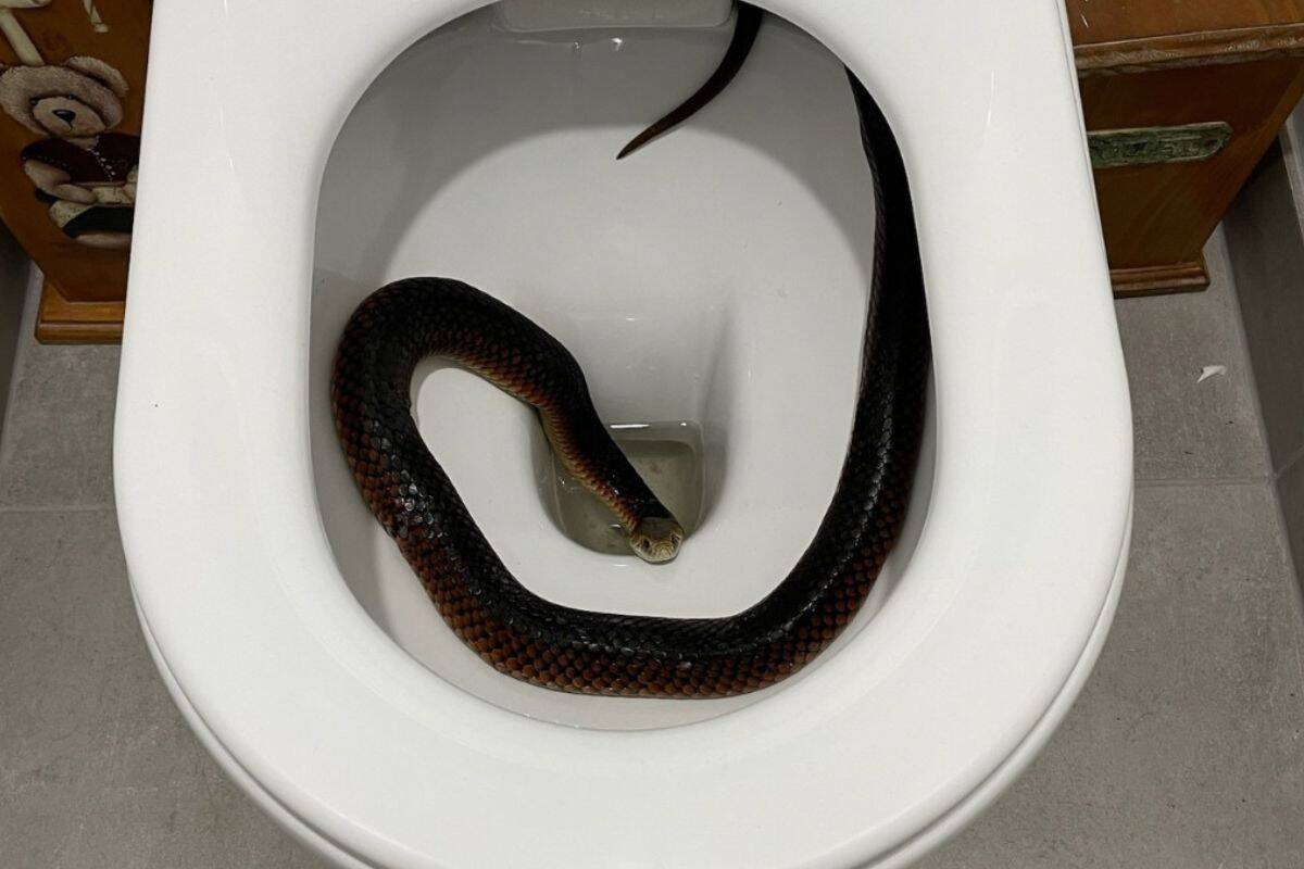 Article image for ‘It was a big one!’: How a snake ended up inside a toilet in a Koo Wee Rup home