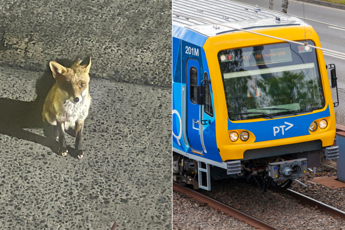 Article image for Why a fox was spotted at a Melbourne CBD train station