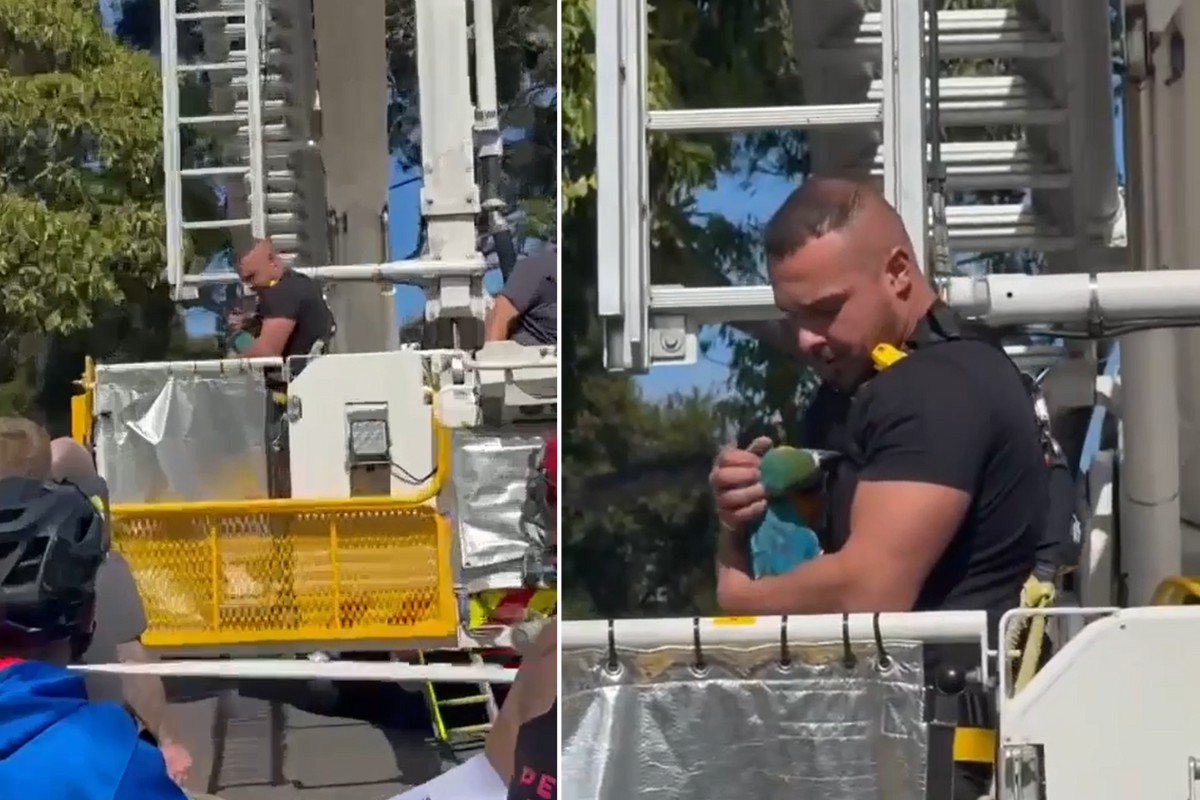 View of See the heart warming moment an owner was reunited with his macaw