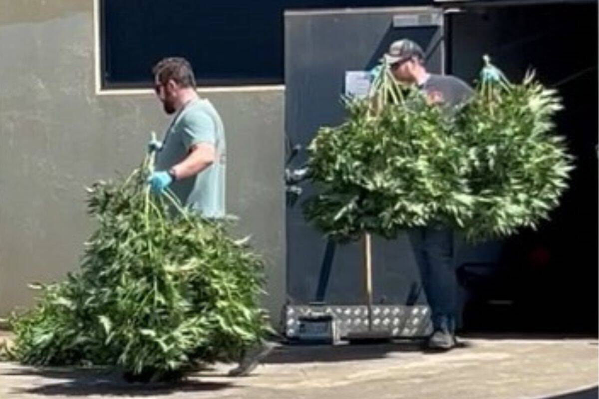 Article image for Police seize HUGE amount of cannabis plants from warehouse in Melbourne’s west