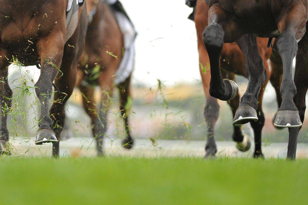 Article image for Former horse trainer cops ‘monster’ ban for prank at remote race meeting