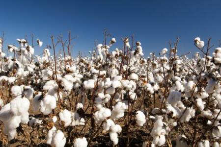 Cotton Industry Environmental Assessment Goals