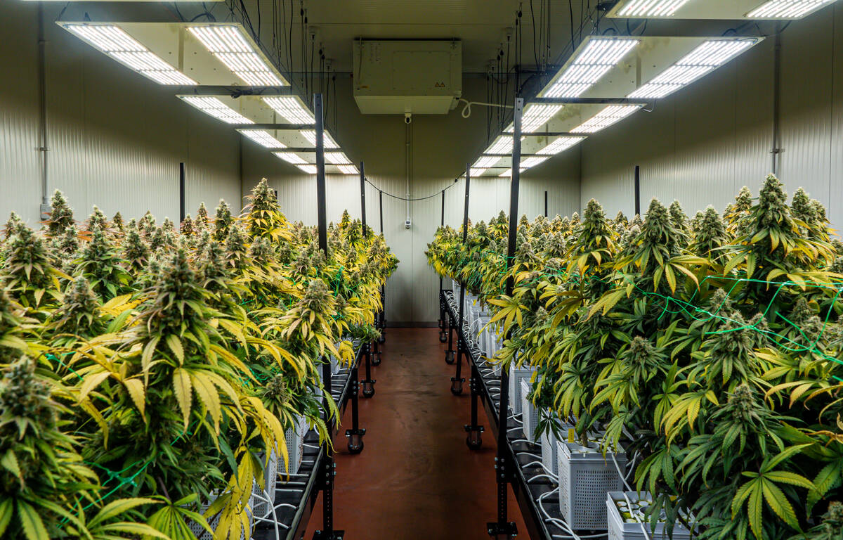 Article image for Expert weighs in on if marijuana will ever be legalised in Australia