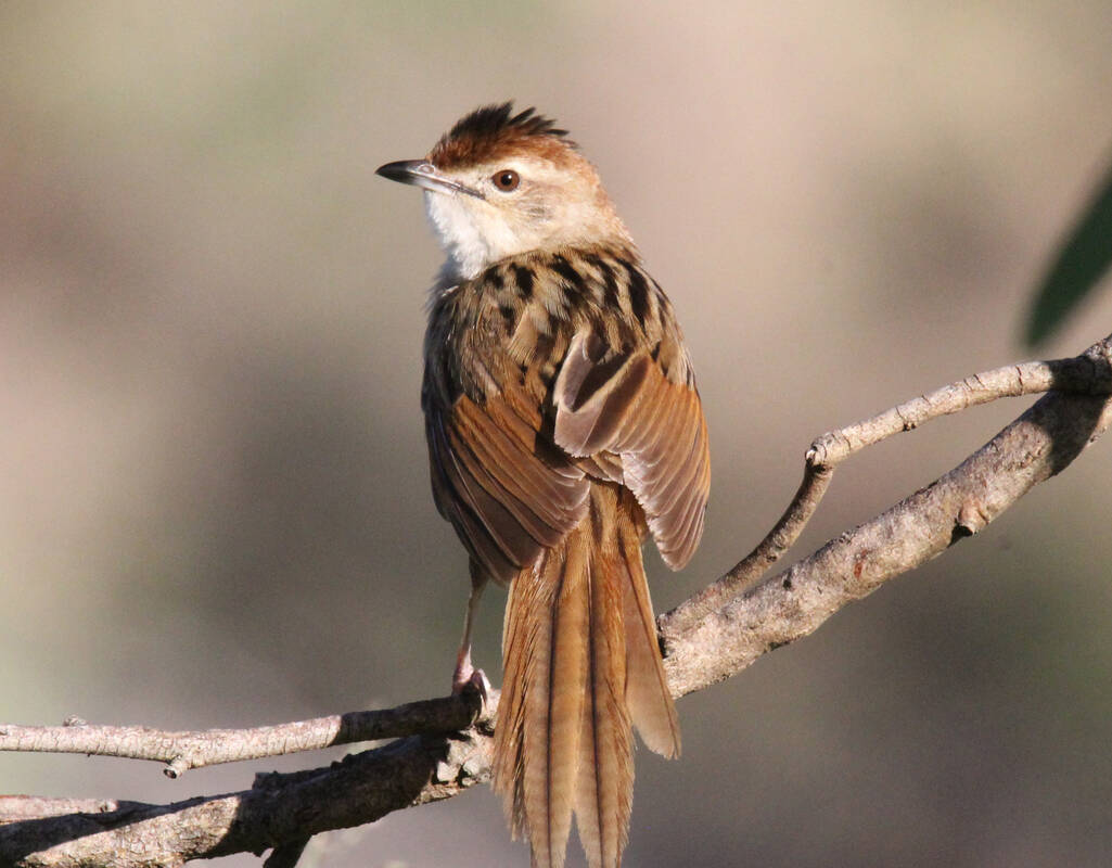 Article image for Group of birds from New South Wales now ‘climate change refugees’ in Victoria