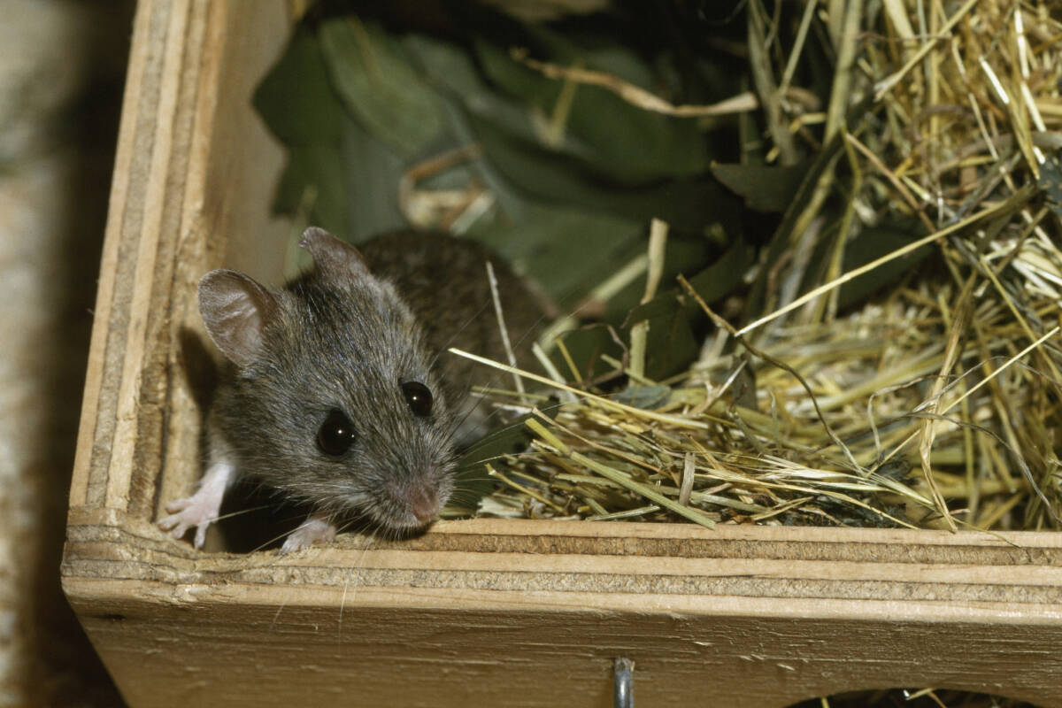 Article image for Pookila mice released into botanical garden to subvert extinction