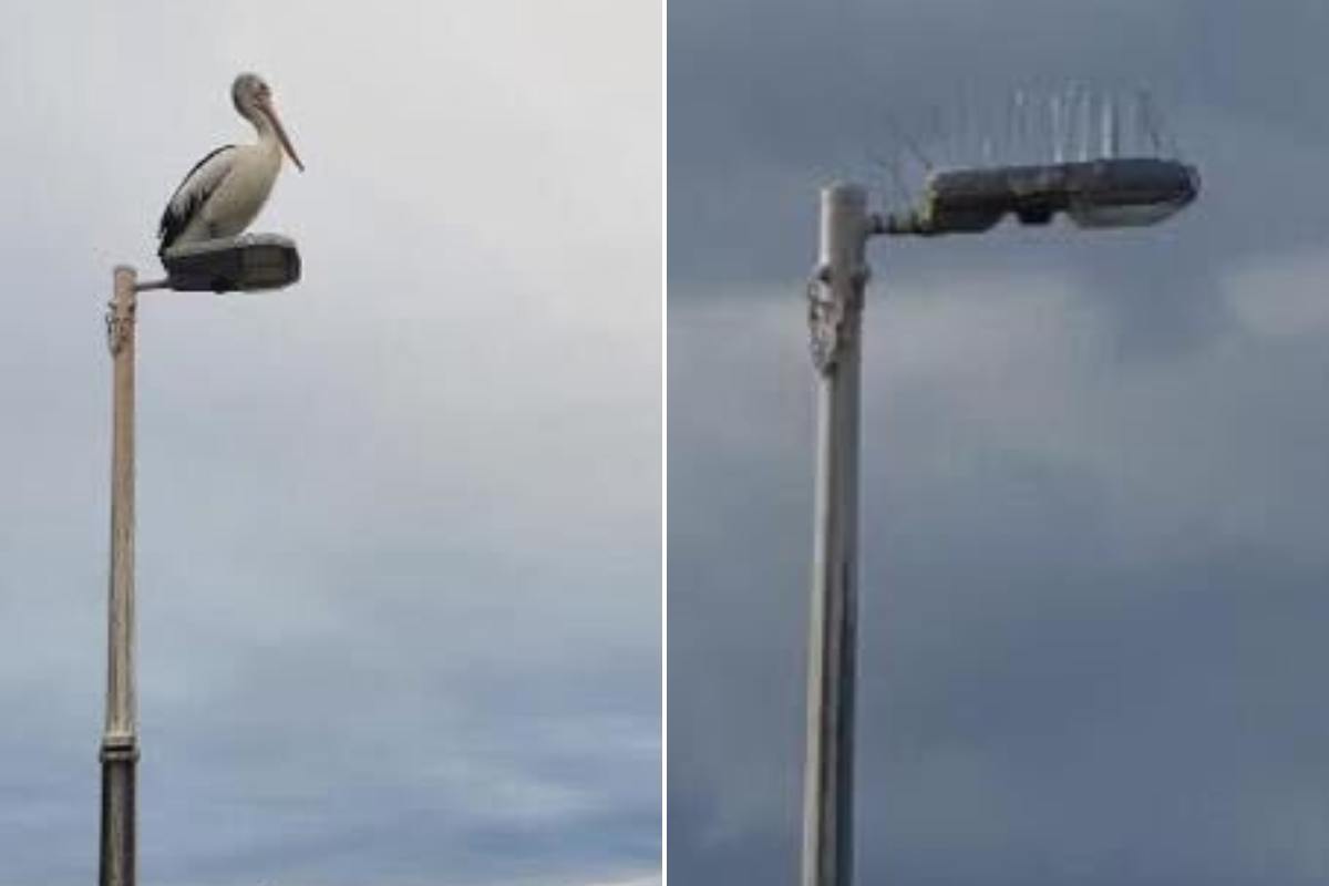 Article image for State government agency in Victoria’s south-west slammed after taking ‘cruel’ measures to keep pelicans off light posts