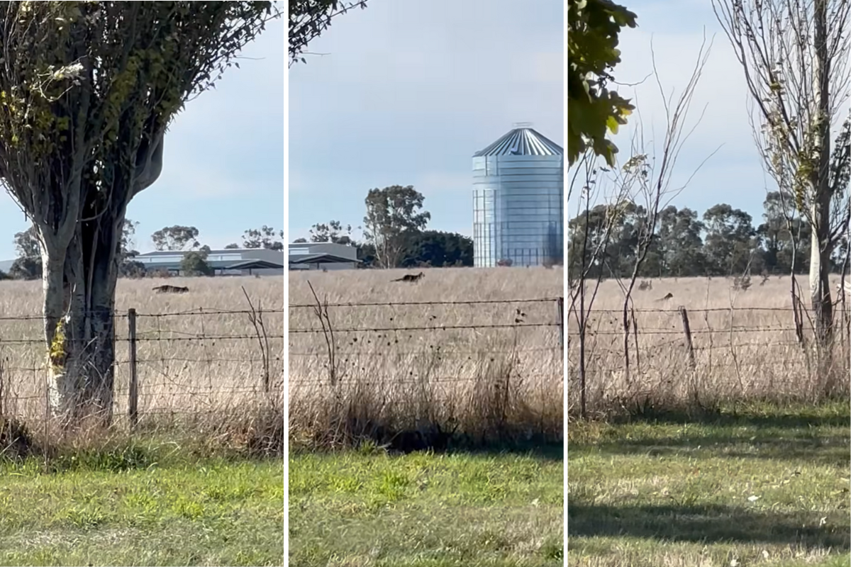 Article image for Why experts are doubting legitimacy of viral video of black panther spotted near Ballarat