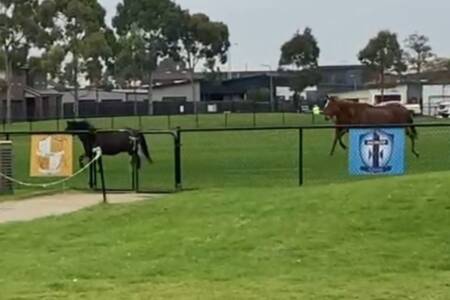‘How on earth’: Three horses caught running laps of school oval in Melbourne’s south-east