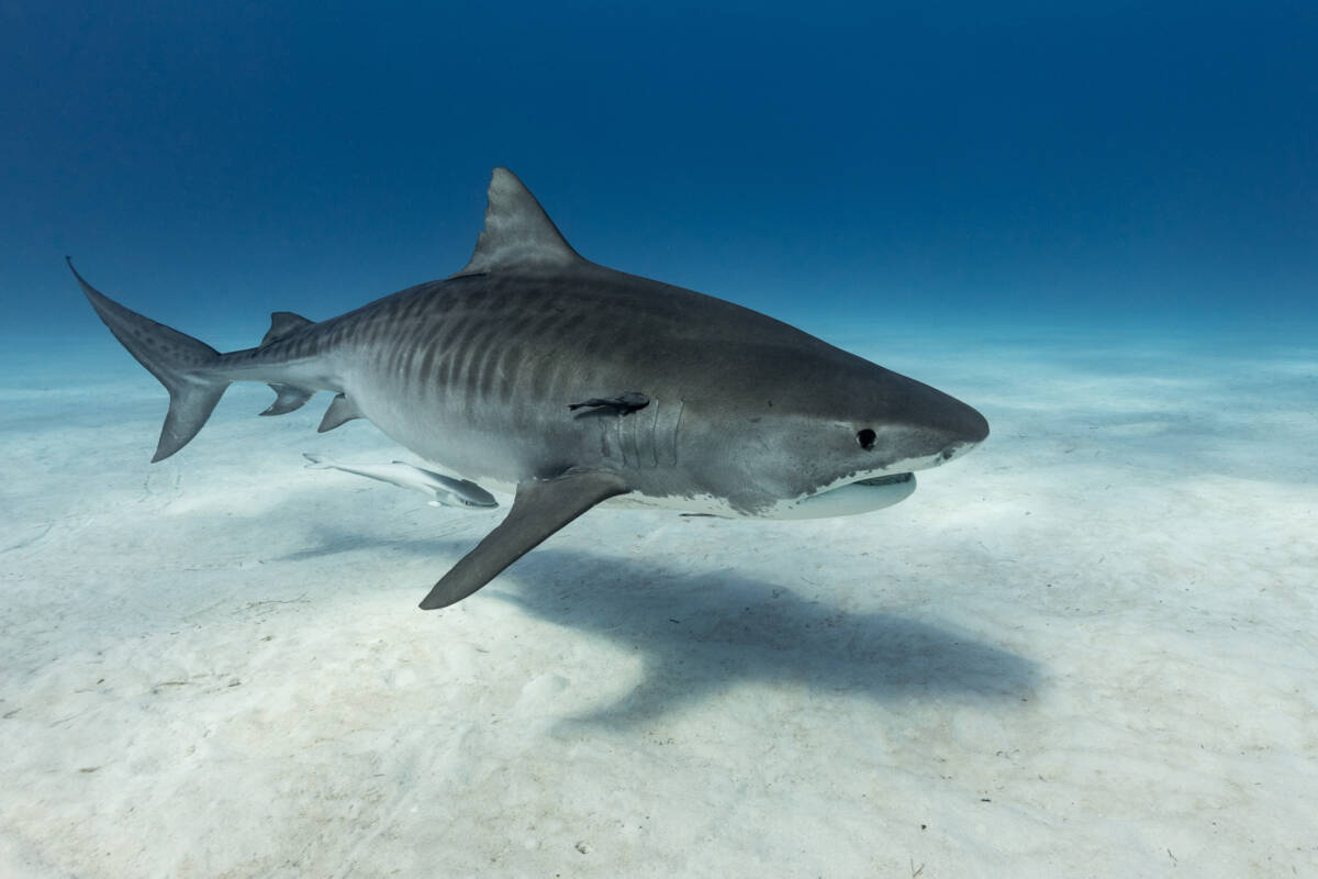 Article image for Bizarre photo of tiger shark goes viral after eating land animal