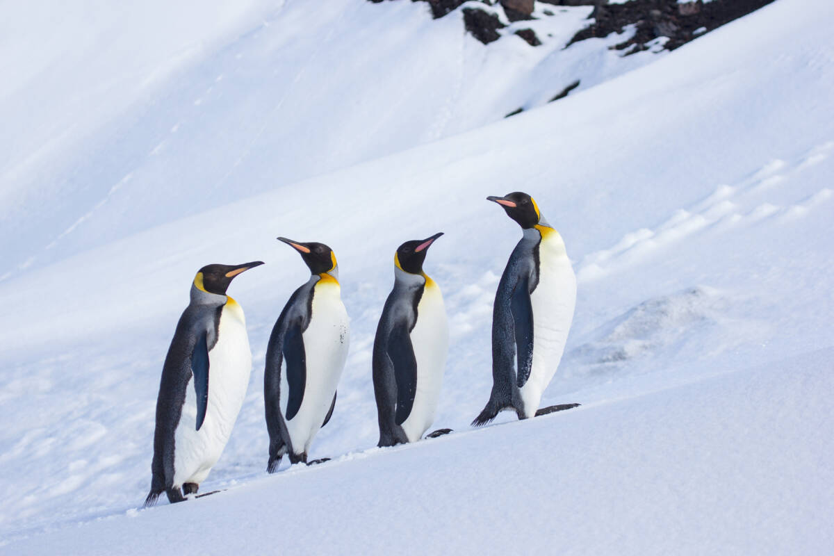 Article image for ‘Very special place’: The Australian island you’ve probably never heard of