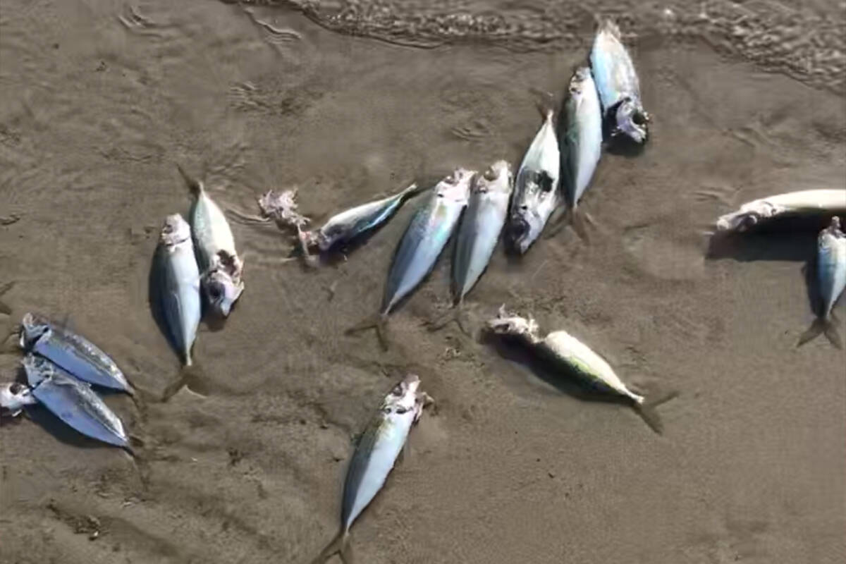 Article image for Hundreds of dead fish washed up on the foreshore of Capel Sound
