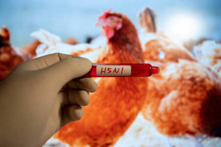 Lobby groups urge farmers and governments to work together on H5N1 strain of bird flu