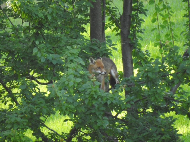 Article image for Unlikely animal found eating plums off family’s tree