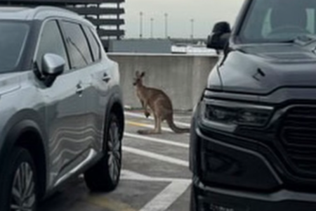 Kangaroo spotted at Melbourne Airport