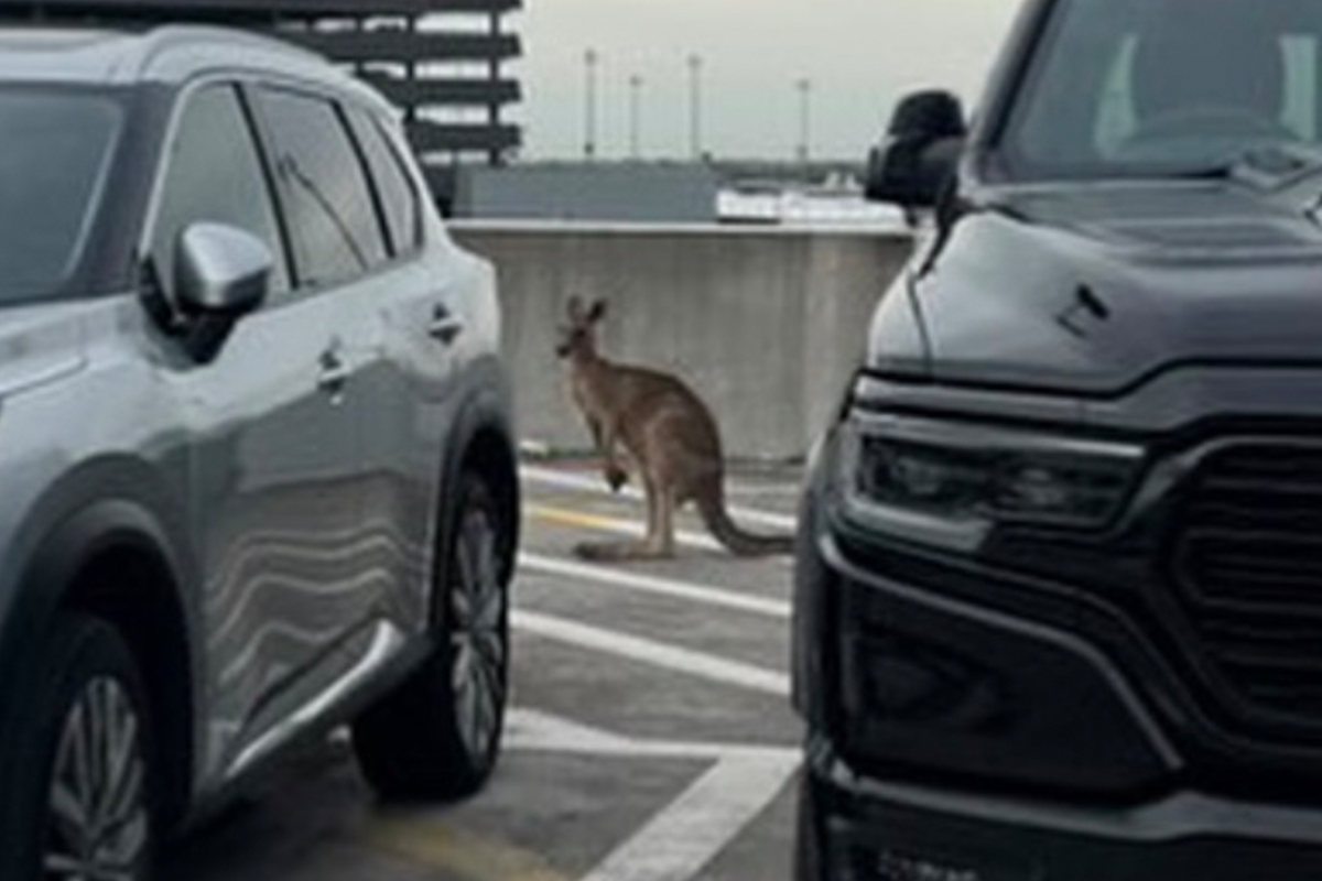 Article image for Kangaroo spotted at Melbourne Airport