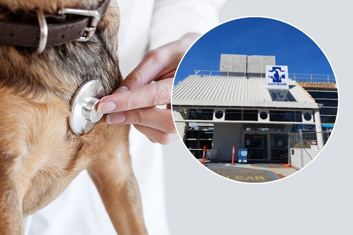 Article image for 3AW caller breaks down on air after revealing devastating story relating to her dog