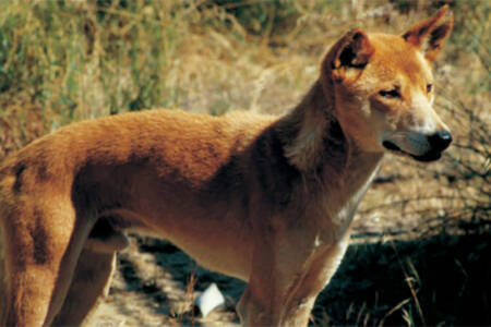 Fears wild dogs could again devastate SA producers