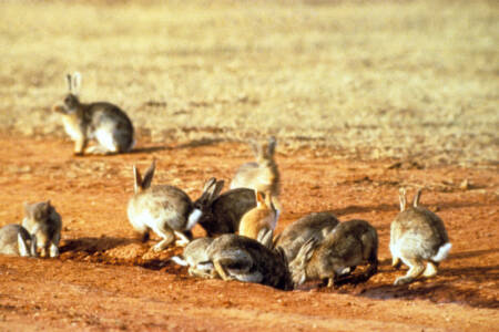 Rabbit plague grips the New South Wales Riverina
