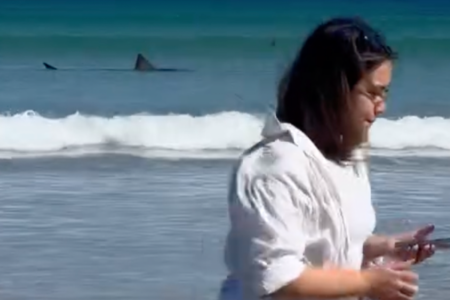 Great white shark spotted near shoreline at beach in Adelaide