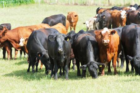 Beef exporters bracing for trade uncertainty in the near future