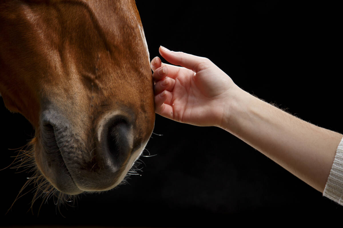 Article image for Calls for swift action after dozens of horses starved on Mornington Peninsula
