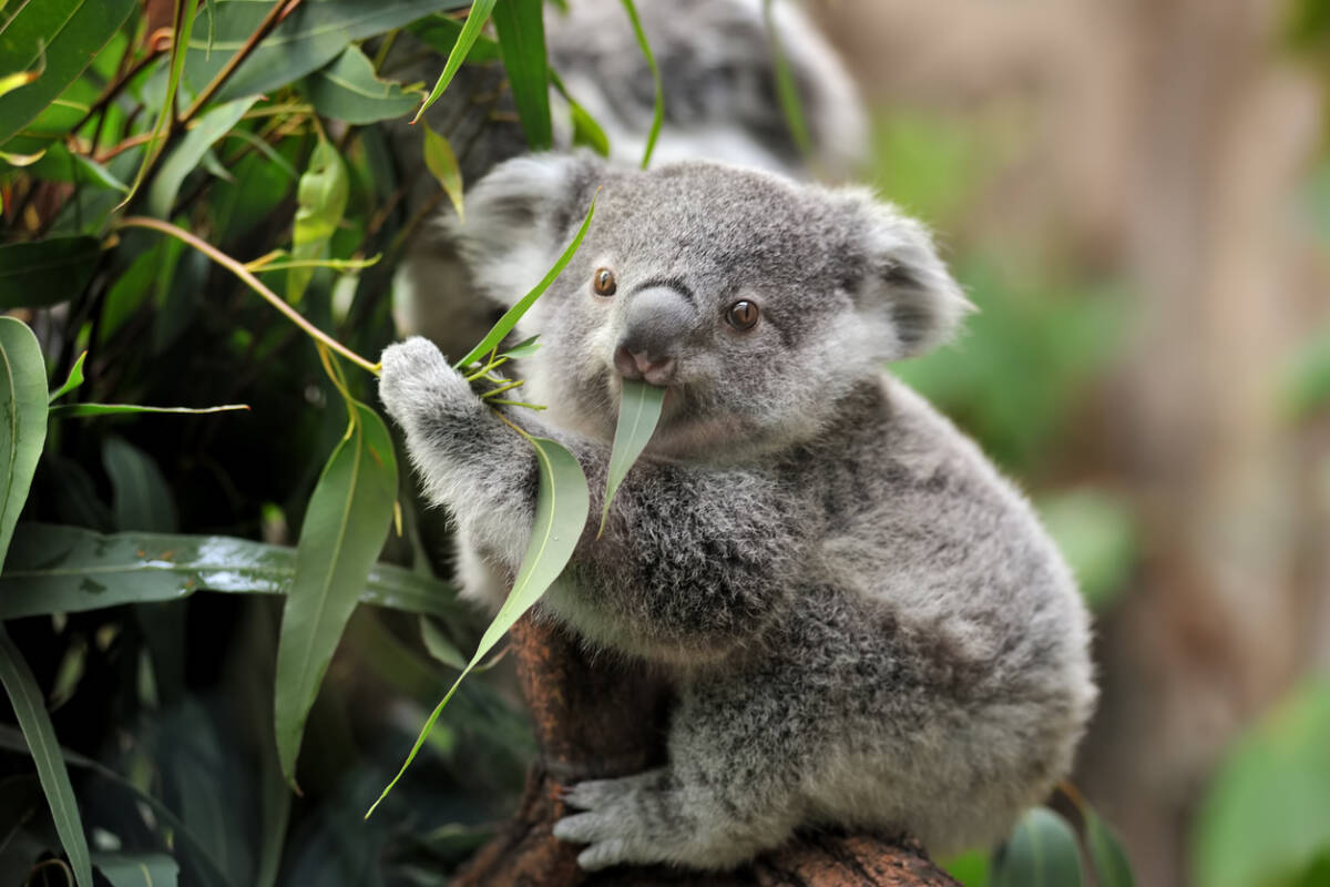 Article image for State government under fire over controversial koala cull program