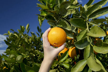 Citrus growers looking to diversify their markets in the wake of US tariffs