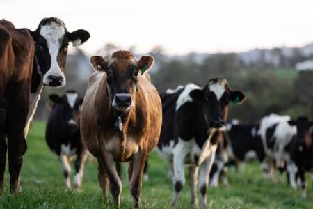 Dairy cows washed away in NSW floods