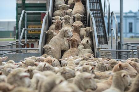 Exporters weigh in on Morocco’s concerns about looming live sheep trade ban