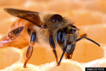 Horticulture at risk from varroa mite, report warns