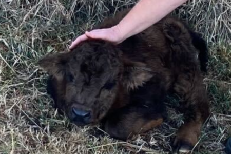 Beloved baby bull heartlessly stolen from farm