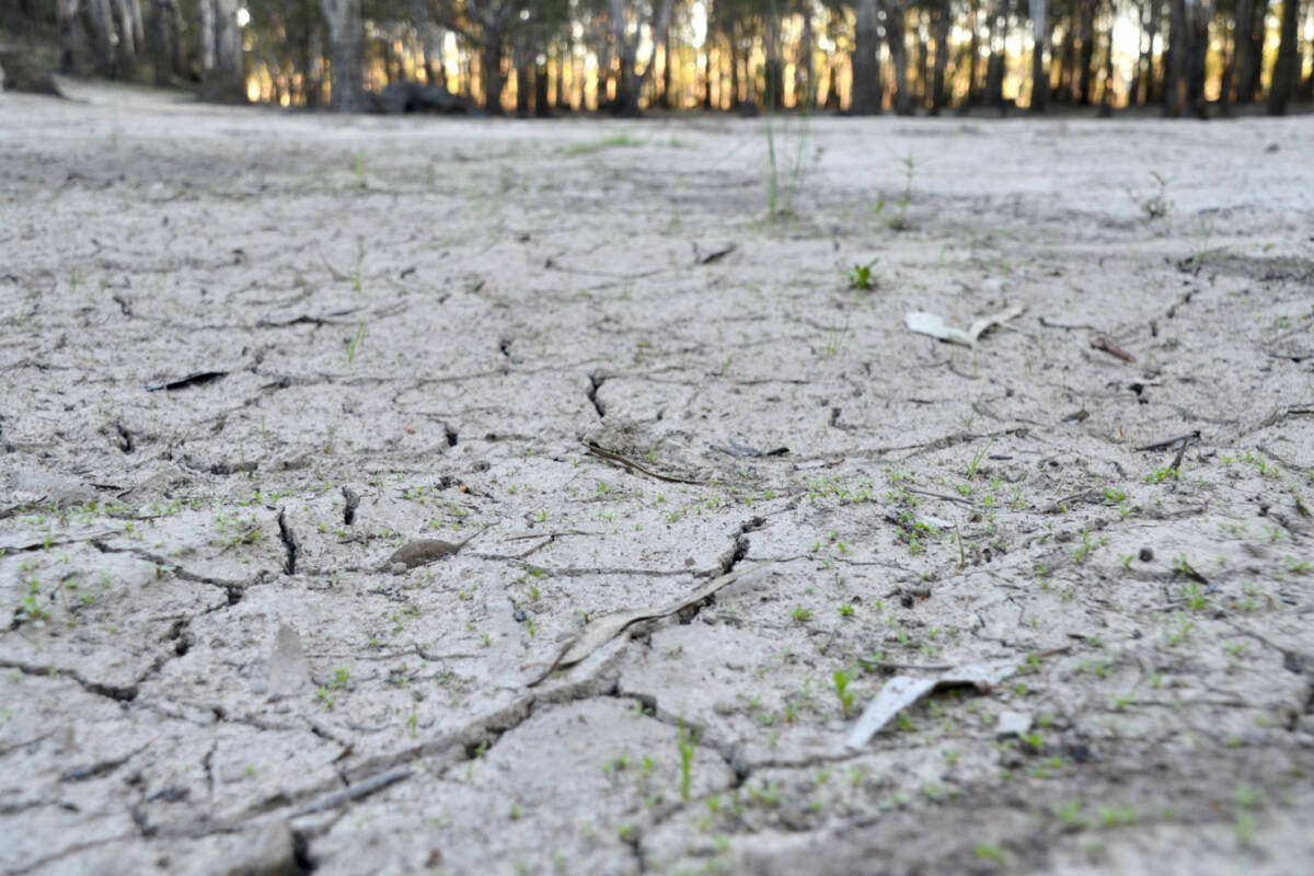 Article image for ‘Farmers are feeling it’: Calls mount for Albanese to visit drought-ravaged areas 