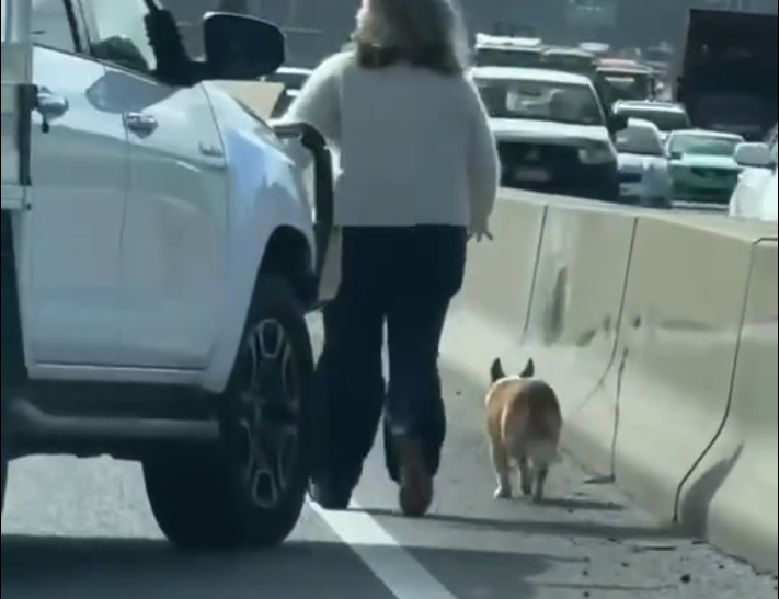 Article image for Owner reunited with lost dog in ‘miracle’ rescue