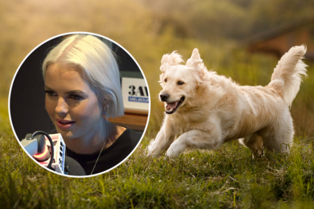 ‘Heartbreaking’: Animal Justice Party MP calls for overhaul of RSPCA laws